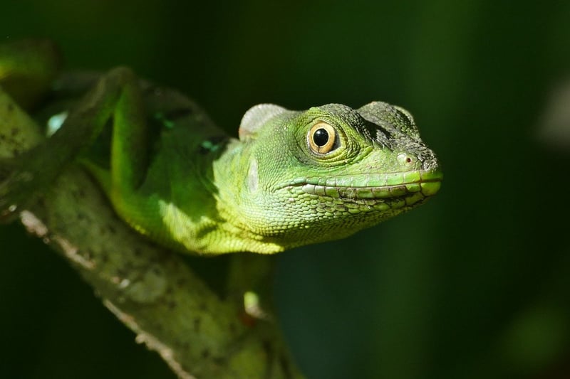 Alien Biodiversity
